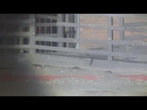 Rats overrun Sunnyside apartments as state inspectors step in