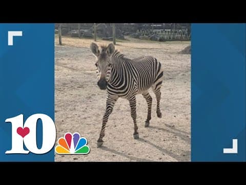 Lydia the zebra dies after colliding with fence at Zoo Knoxville