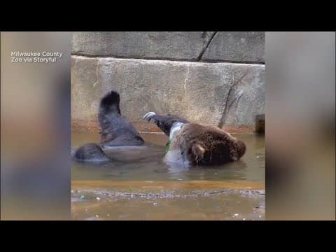 Bear necessities: Grizzly gets some self-care
