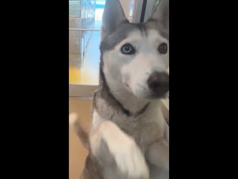 Dallas Animal Services Needs Your Help