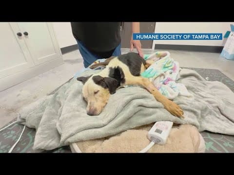 'Horrific': 3 dogs rescued after they were found abandoned in the woods