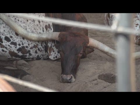 Hotel developer purchases over three acres in the Fort Worth Stockyards