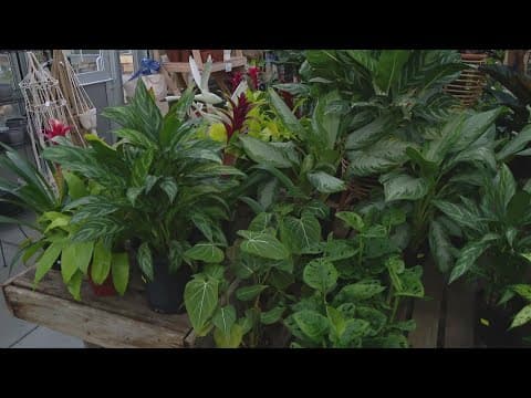 Pat Sullivan's tips and tricks for taking care of indoor plants