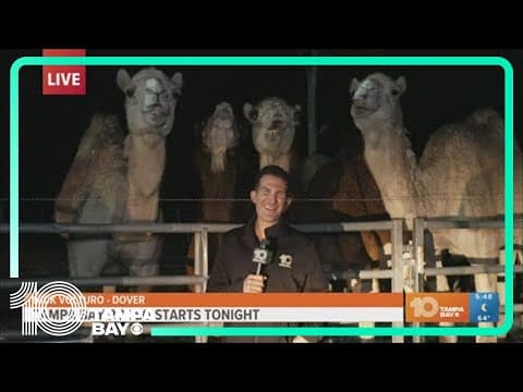 Tampa Bay Rodeo & Family Festival featuring a flock of camels to interact with