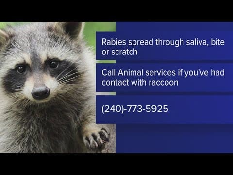 Rabid raccoon caught in Wheaton after biting 2 people in Silver Spring