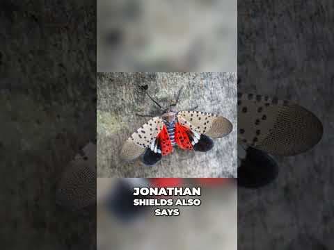 Spotted lanternflies: What are they and why are they considered a pest #shorts