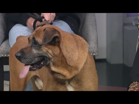 Meet Walton, an 8-year-old Boxer mix who loves to sleep and cuddle