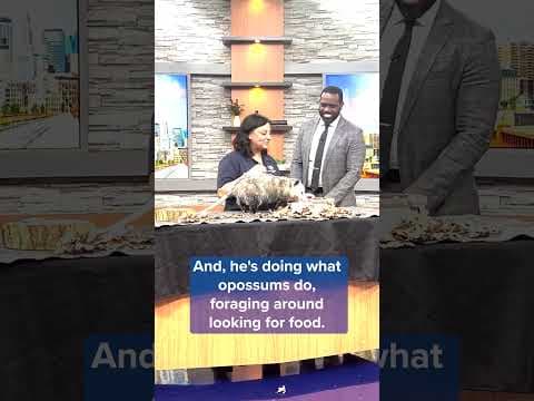 Meet Vinnie the Opossum! The Minnesota Zoo shares about the breed