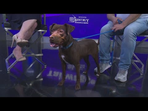 Tailwagger: Meet Kathleen