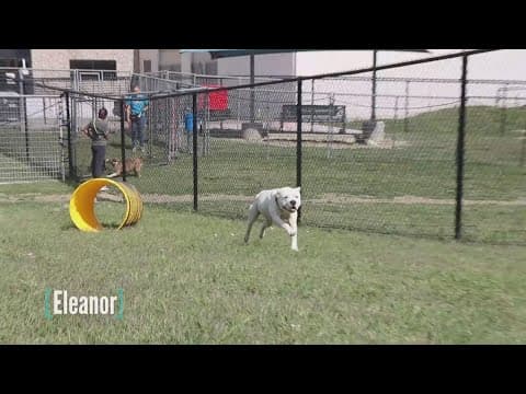 Tailwaggers: Meet Eleanor