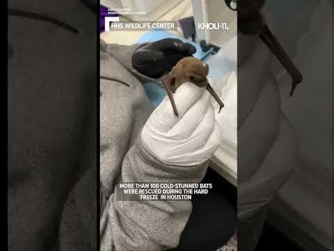 Frozen bats rescued in Houston #shorts