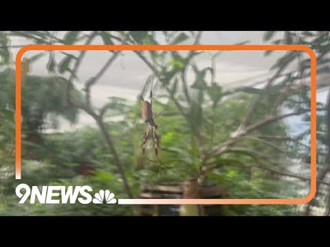 Halloween-inspired spider exhibition open at the Butterfly Pavilion