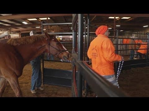 A look inside a therapy program giving veterans new hope