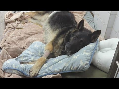 Rescued retired K-9: Chula Vista firefighters talk about the rescue