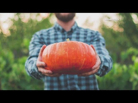 How to preserve your pumpkins throughout the fall | Garden Smart