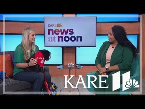 How to know if your dog is going blind