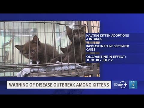 Humane Society of Tampa Bay issues warning after disease outbreak among kittens