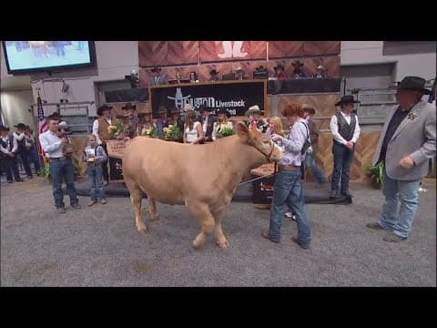 Grand champion steer at RodeoHouston auction sells for $1 million