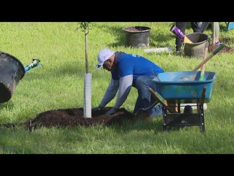 Indianapolis Colts planting trees downtown for every touchdown scored last season