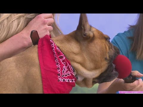 Visiting the Minnesota Bound cabin in the North Woods at the State Fair
