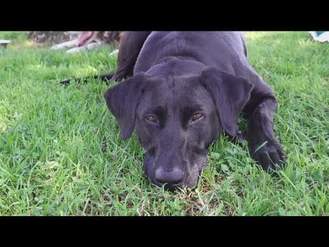 How to keep your pets safe as blazing heat hits communities across San Diego County