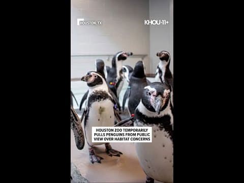 Penguins at Houston Zoo moved out of their habitat for safety reasons