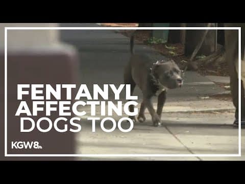 Portland dogs have overdosed on fentanyl, animal hospital says