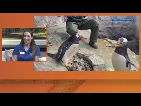 Summer fun at the Tennessee Aquarium