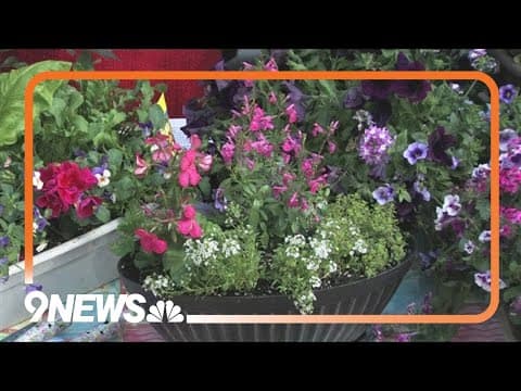 Good flowers for Mother's Day