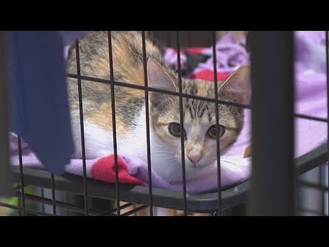 Arkansas business rehomes feral cats to protect bird population