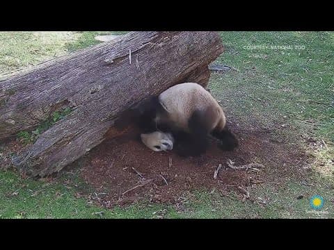 New panda video released by the National Zoo