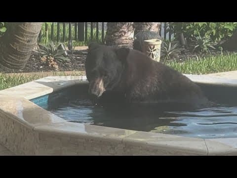 Video shows bear lounging in Florida home's hot tub, napping 6 hours
