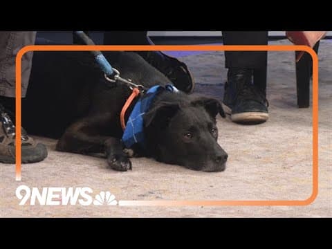 Peline 9: 6-year-old Oscar loves to play fetch