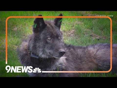 In a letter, 26 organizations ask Canada to not give wolves to Colorado