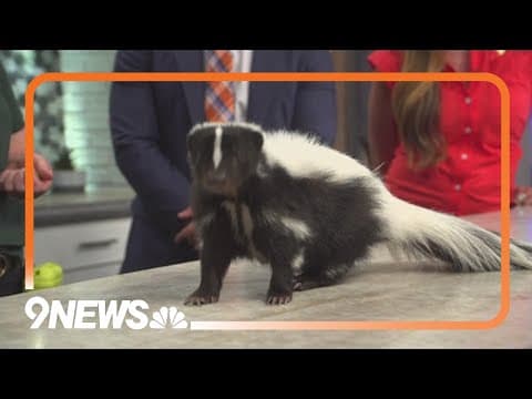 Sunrise Safari: Campbell the skunk