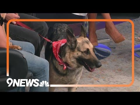 Finding homes for German shepherds: Front Range German Shepherd Rescue
