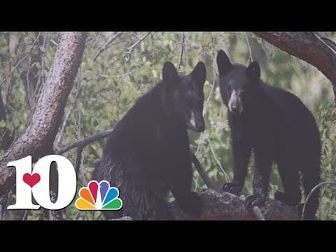 TWRA, Gatlinburg Police Department urge bear safety