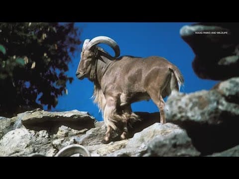 Texas legalizes shooting invasive sheep from a helicopter for sport