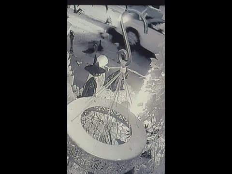 Largo man says four Muscovy ducks were intentionally run over