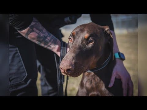 Zip-tied dog adopted by South Bend police officer that saved him