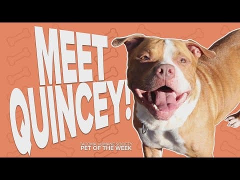 Pet of the Week: Quincey