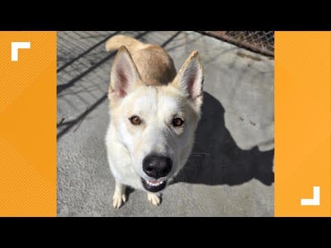 Pets of the Week: 3-29-2025