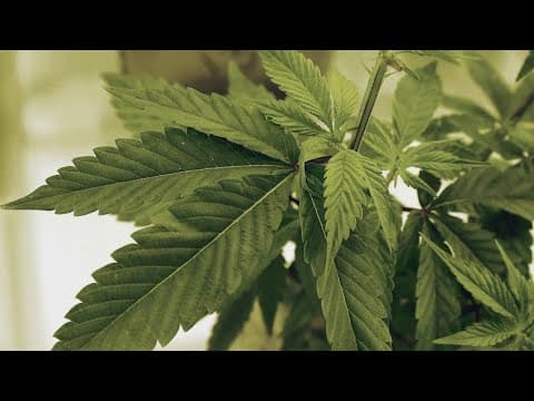 Denton County's marijuana decriminalization efforts hang in the balance