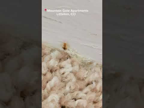 Littleton tenants feel trapped by bird infestation “nightmare”
