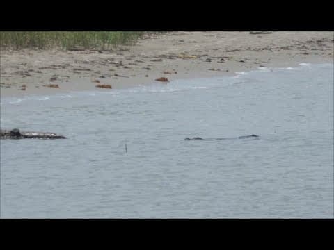 Gator spotted enjoying a 'spa day' near Galveston beach