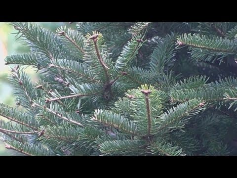 Christmas tree giveaway in New Orleans