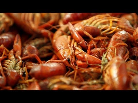 Crawfish prices are finally dropping. How much lower will they go?