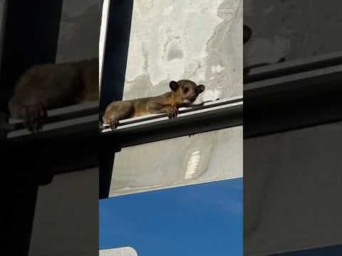 Rainforest animal found at rest area in Washington