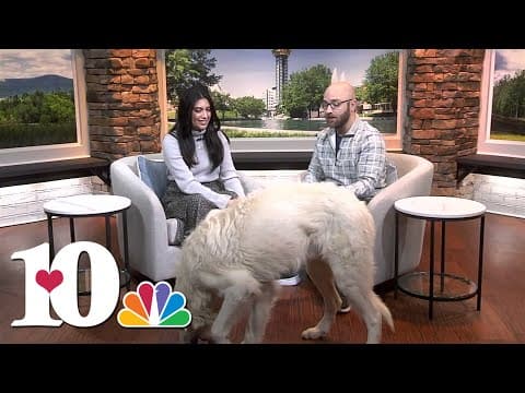 Meet our Pet of the Week: Polar Express