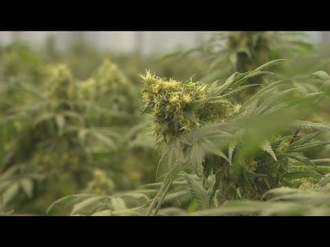 Law enforcement agencies across the country seeing more marijuana laced with fentanyl